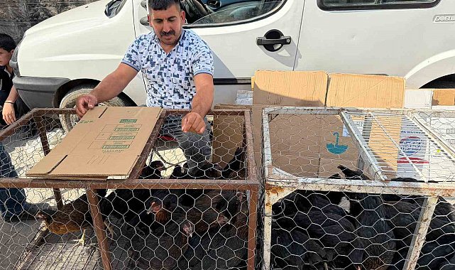 Palet üzerinde yatan tilkilere sitem etti: "Tüm gün yatmak olmaz, kümeslerden tavuk çalın"