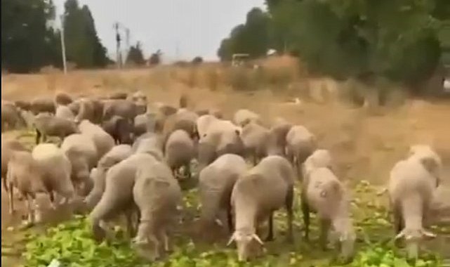 "Biberlerin para etmediği için hayvanlara yedirildiği" iddiasının gerçeği yansıtmadığı ortaya çıktı