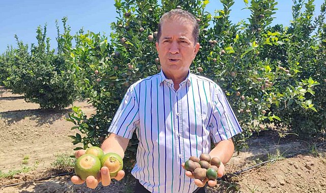 Rekor sıcaklar narenciye ürünlerinde yanıklar oluşturdu