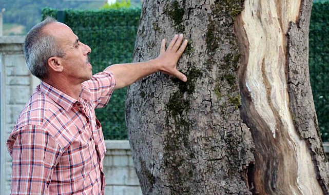 Sakarya'daki asırlık çınar ağaçları kuruyor