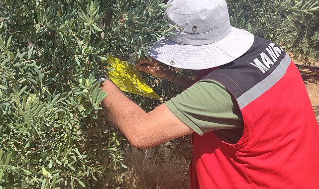 Salihli İlçe Tarımdan 'zeytin sineği' uyarısı