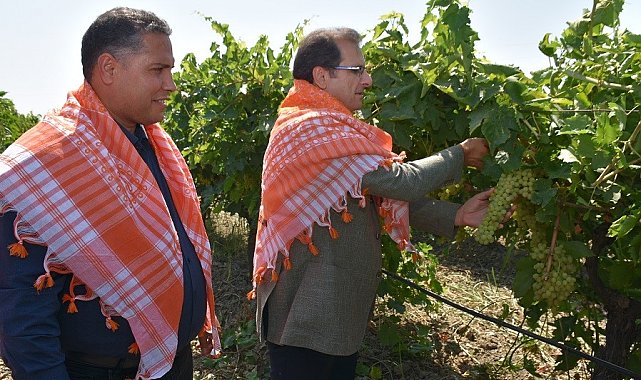 Salihli Kaymakamı Güldoğan üzüm hasadı yaptı