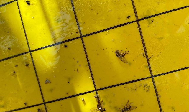 Salihli'de üreticiler 'zeytin sineği'ne karşı bir kez daha uyarıldı