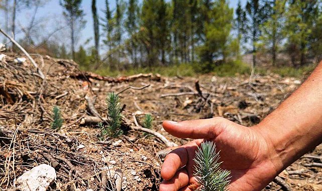 Samsun ormanlarına 426 milyonluk yatırım