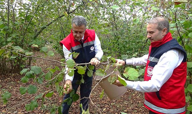 Samsun'da zirai don, fındık rekoltesini düşürdü