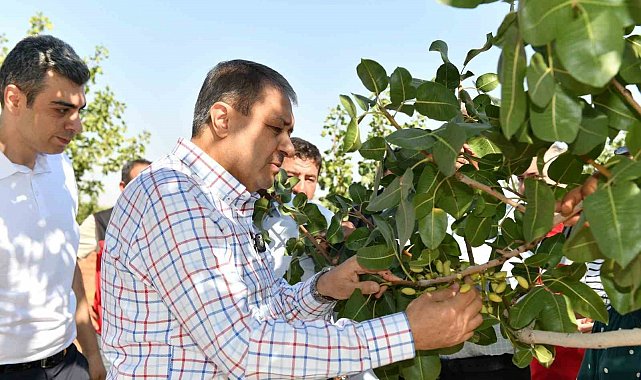 Şanlıurfa'da boz fıstık hasadı başladı