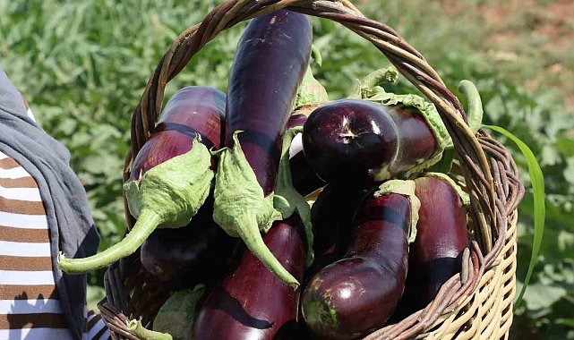 Şanlıurfa'da coğrafi işaretli ürünlerin hasadı başladı