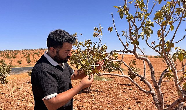 Şanlıurfa'da fıstık bahçelerini bekleyen büyük tehlike: Fitoplazma