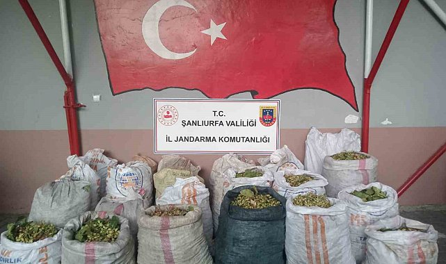 Şanlıurfa'da fıstık hırsızlığına 13 gözaltı