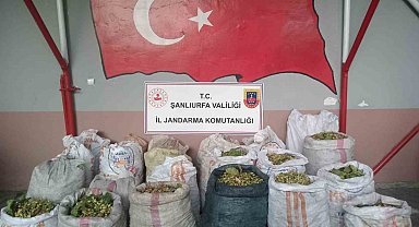 Şanlıurfa'da fıstık hırsızlığına 13 gözaltı