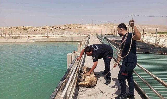 Şanlıurfa'da sulama kanalına düşen köpeği itfaiye kurtardı
