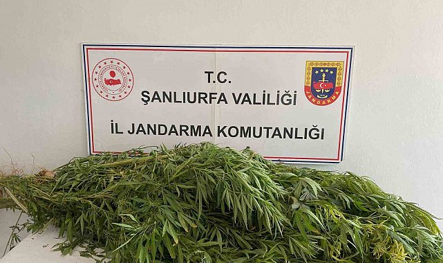 Şanlıurfa'da uyuşturucu operasyonu: 2 gözaltı