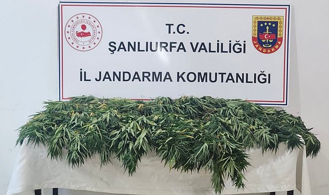 Şanlıurfa'da uyuşturucu operasyonu: 2 gözaltı