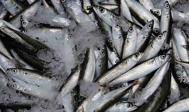 Sardalya yaşlanmayı geciktiriyor