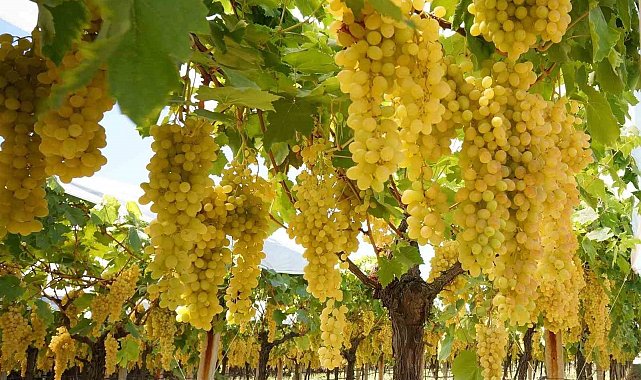 Sarıgöl ovasında tatlı telaş devam ediyor