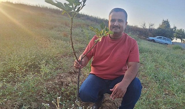 Sarıgöl'de sarılop incir üretimi yaygınlaşıyor