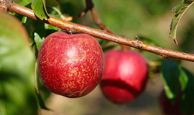 Şeftalinin 120 çeşidiyle 'koleksiyon bahçesi' oluşturdular