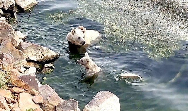 Sıcaktan bunalan ayılar kendilerini Nemrut'un serin sularına attı