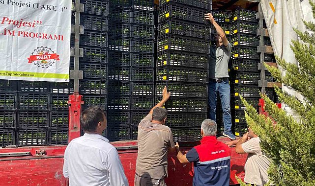 Siirt'te üreticilere marul ve karnabahar fidesi dağıtıldı