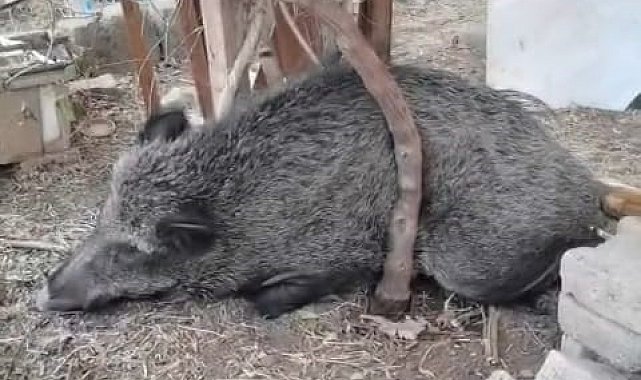 Silahla yaralanan domuz Doğal Yaşam Parkı'nda iyileştirildi