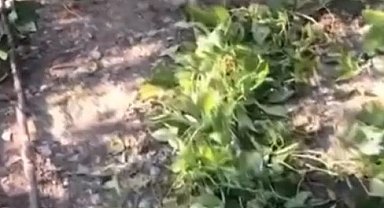 Sinop'ta ayı tedirginliği