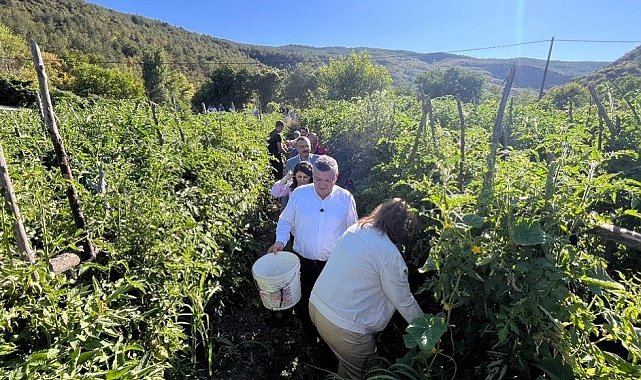 Sinop'ta coğrafi işaretli Gazidere domatesinde hasat başladı
