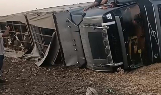 Siverek'te büyükbaş hayvan yüklü tır devrildi
