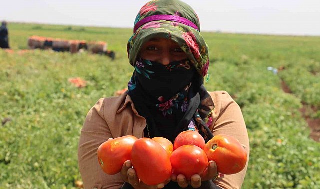 Siverek'te üretilen domatesler kurutularak dünyaya ihraç ediliyor