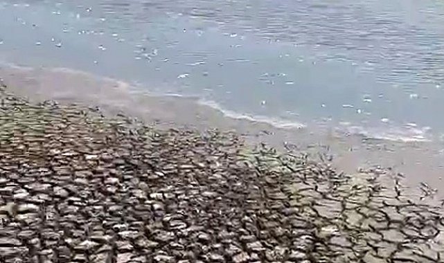 Siverek'teki gölette sular çekildi, balıklar telef oldu