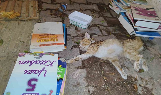 Sokakta yaralı gördükleri yavru kedi için seferber oldular