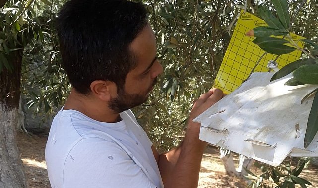 Söke İlçe Tarım'dan zeytin sineği uyarısı