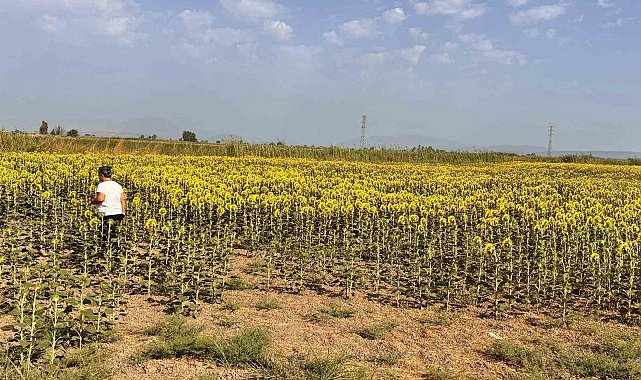 Söke'de ayçiçeği tarlaları taranıyor