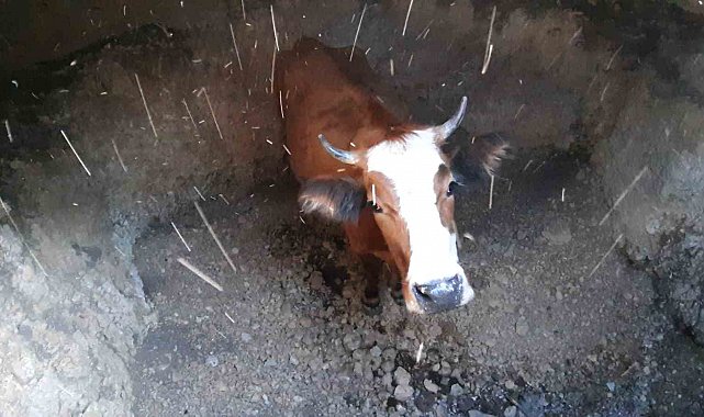 Su kuyusuna düşen inek için kurtarma operasyonu