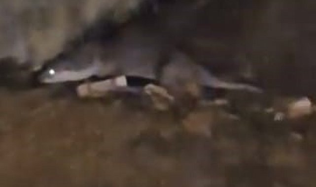 Su samurunu görüntüleyen vatandaş: "Yaradana kurban olayım"