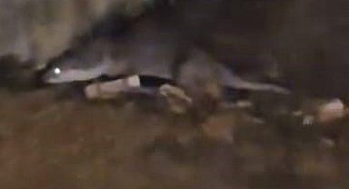 Su samurunu görüntüleyen vatandaş: "Yaradana kurban olayım"