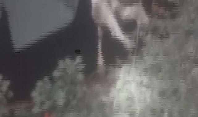 Sulama kanalına düşen ineği itfaiye ekipleri kurtardı