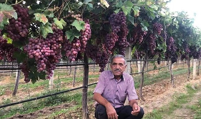 TARİŞ'in açıkladığı üzüm fiyatına tepki