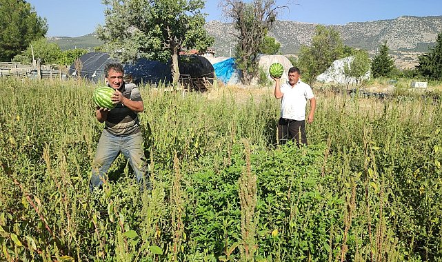 Tarladan kendi toplayana karpuz bedava