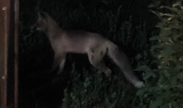 Tatvan ilçe merkezinde tilki paniği