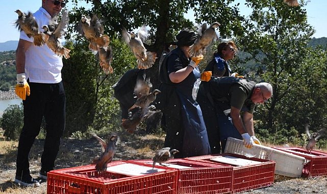 Tavşanlı'da 300 kınalı keklik doğaya salındı