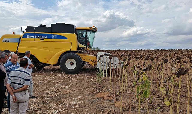 Tekirdağ'da anıza ekim ayçiçeği projesinde tarla günü düzenlendi