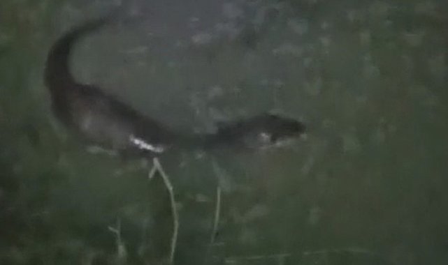 Tekirdağ'da derede balık avlayan su samuru görüntülendi