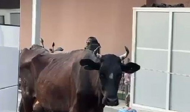 Tekirdağ'da hastaneye gelen inek gülümsetti