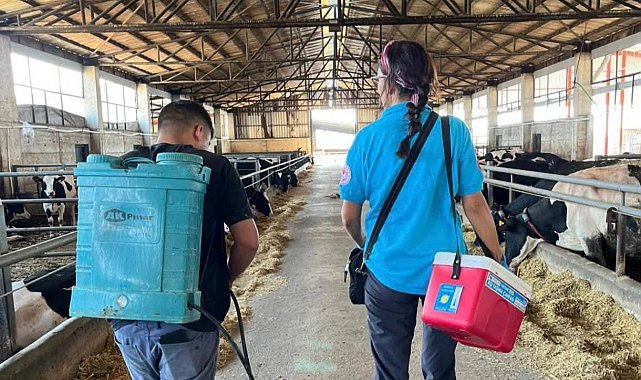 Tekirdağ'da hayvan hastalıklarıyla mücadelede aşılama çalışmaları sürüyor