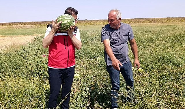Tekirdağ'da karpuz üretimine yakından takip
