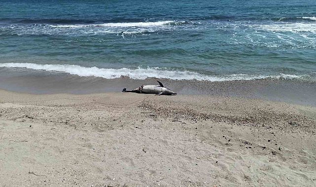 Tekirdağ'da ölü yunus sahile vurdu
