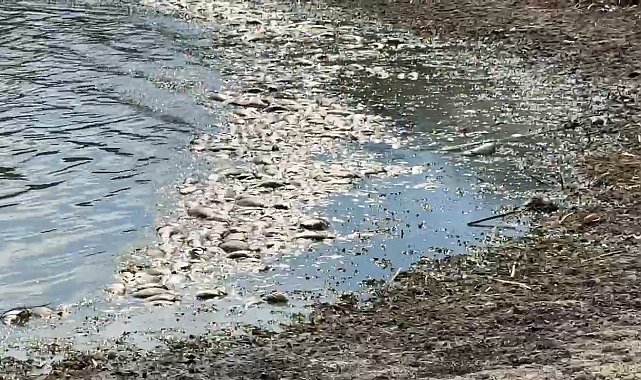 Tekirdağ'da su seviyesi azalan gölette balık ölümleri meydana geldi