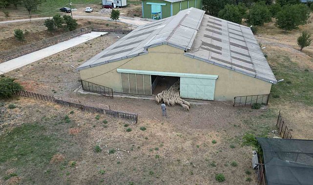 Tescilli Karayaka kuzusu üniversiteli oldu