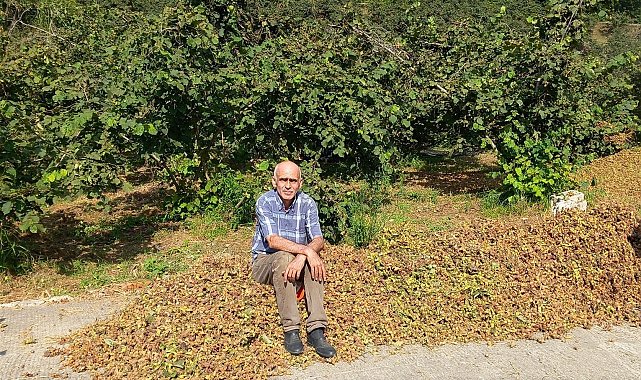 TMO 2025 fındık fiyatlarını açıkladı, gözler serbest piyasada