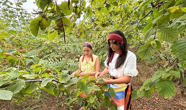 Trabzon'da coğrafi işaretli Arsin Foşa fındığının hasadı başladı